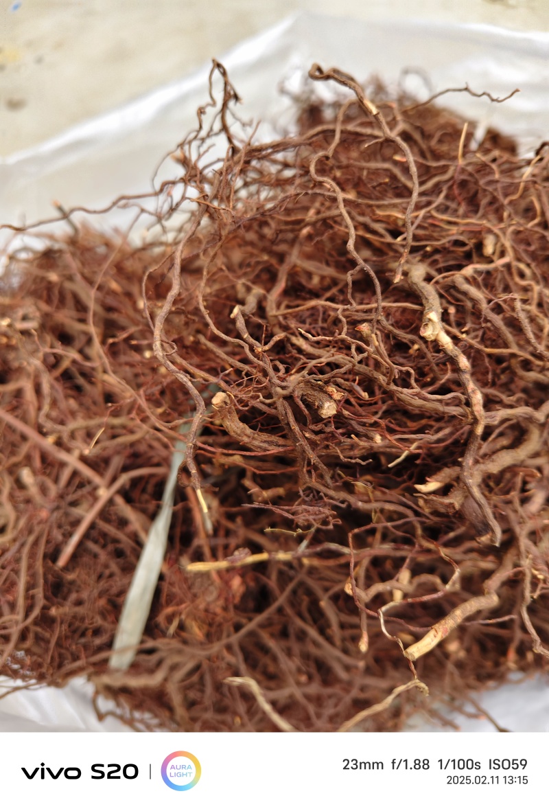 红茜草