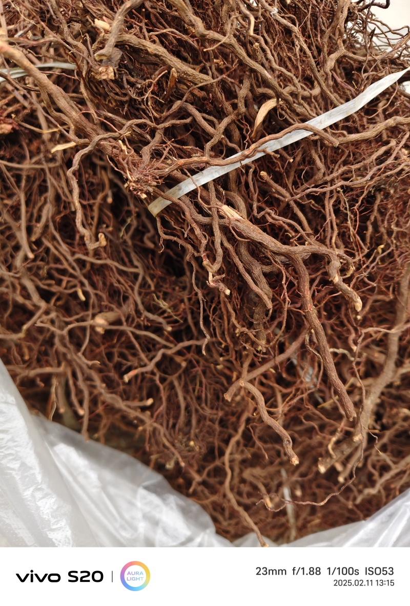 红茜草