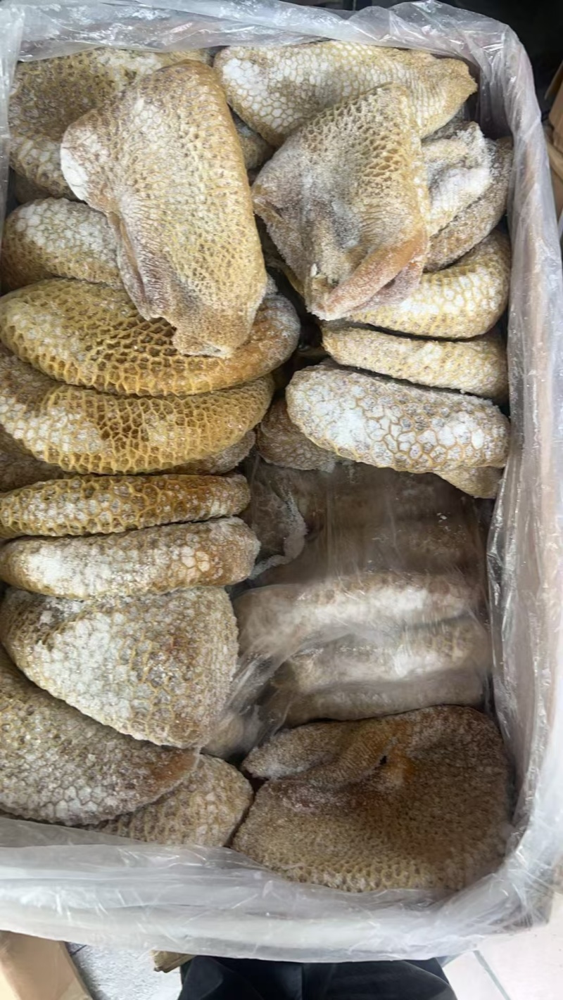 纯干原味精修金钱肚牛蜂窝肚无水发干净少冰水牛杂牛肚火锅店