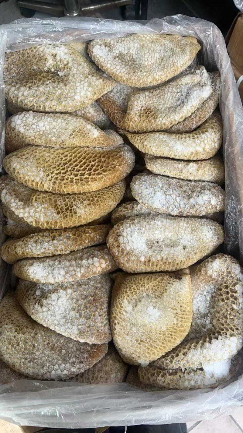 纯干原味精修金钱肚牛蜂窝肚无水发干净少冰水牛杂牛肚火锅店