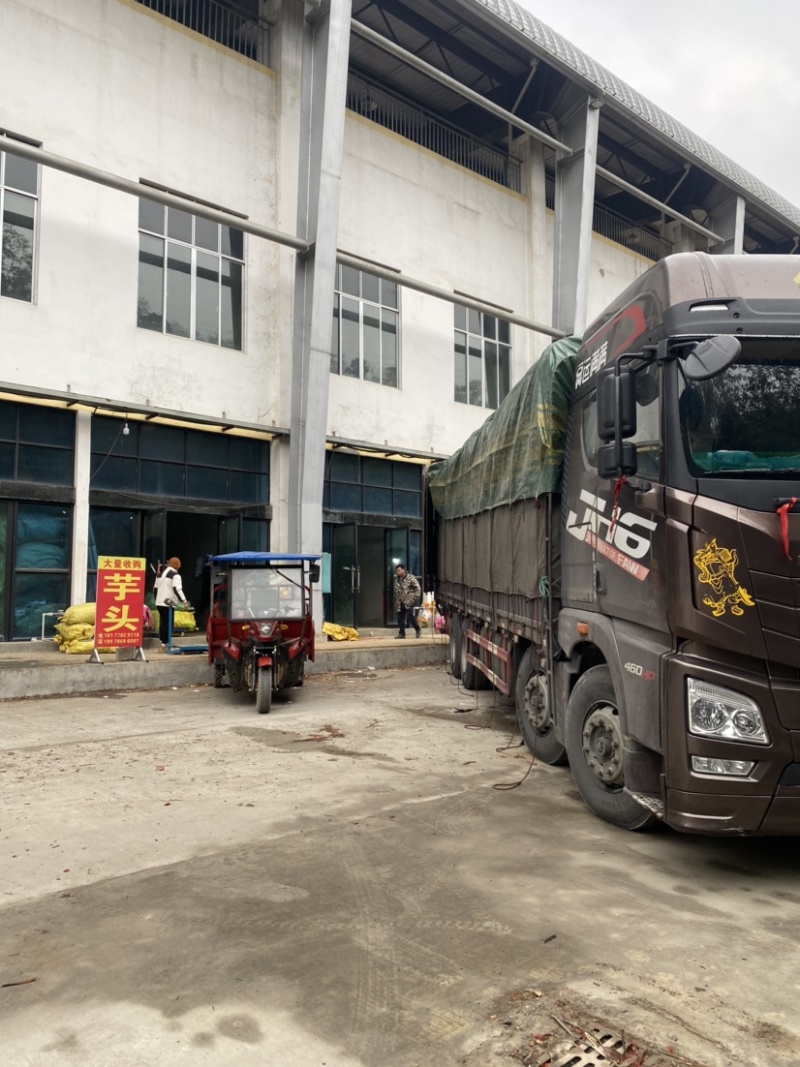 广西红芽芋头产地新鲜发货一手货源稳定供应市场批发欢迎咨询