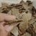 棉籽饼饼粕主要做各种农作物高端有机肥量大从优