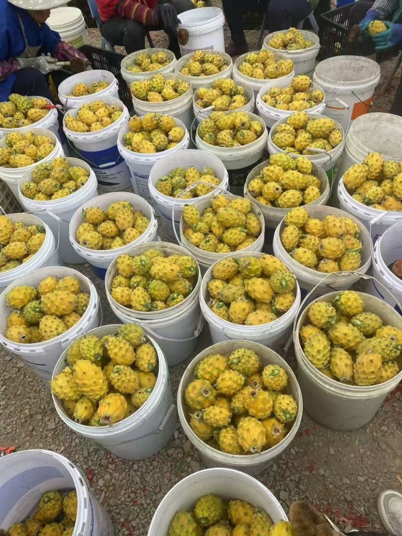 燕窝果大量上市需要的合作联系