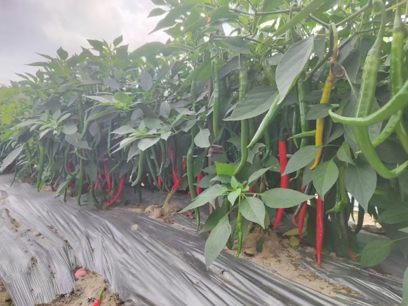 广东湛江#3号红线椒产地一手货源大量上市新鲜