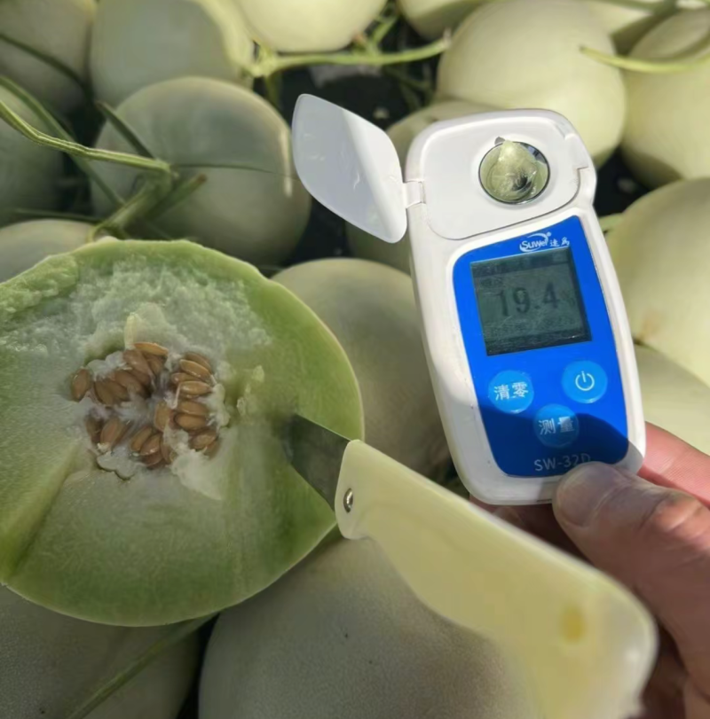 玉菇甜瓜一件代发对接电商直播社区团购档口商超