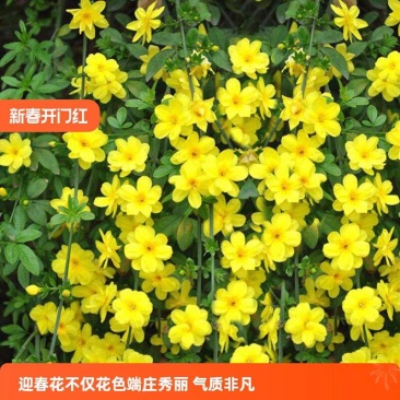 迎春花苗工程苗黄老虎苗迎春苗春天开花