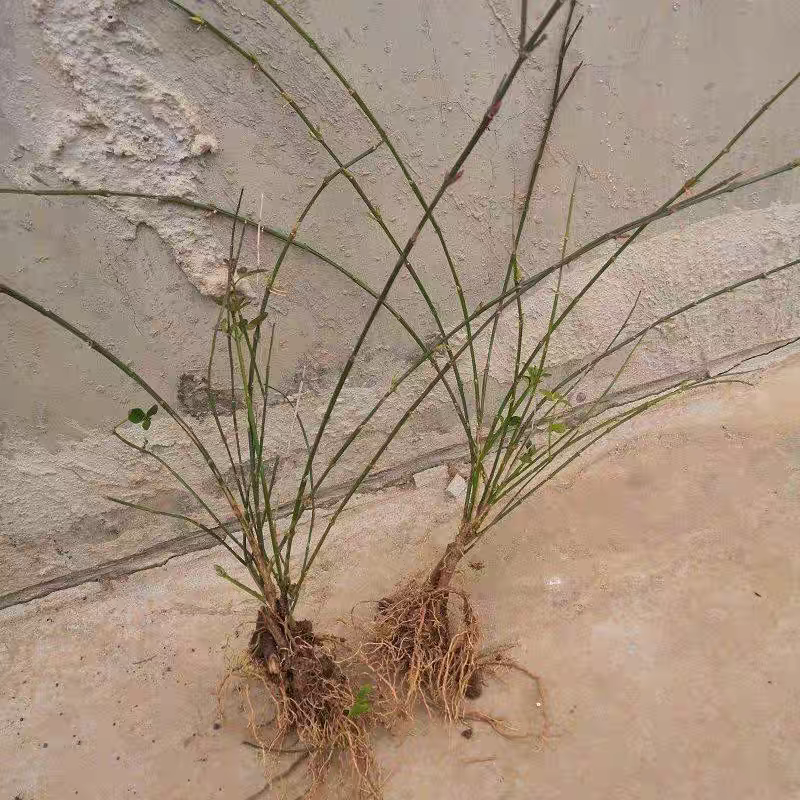 迎春花苗工程苗黄老虎苗迎春苗春天开花