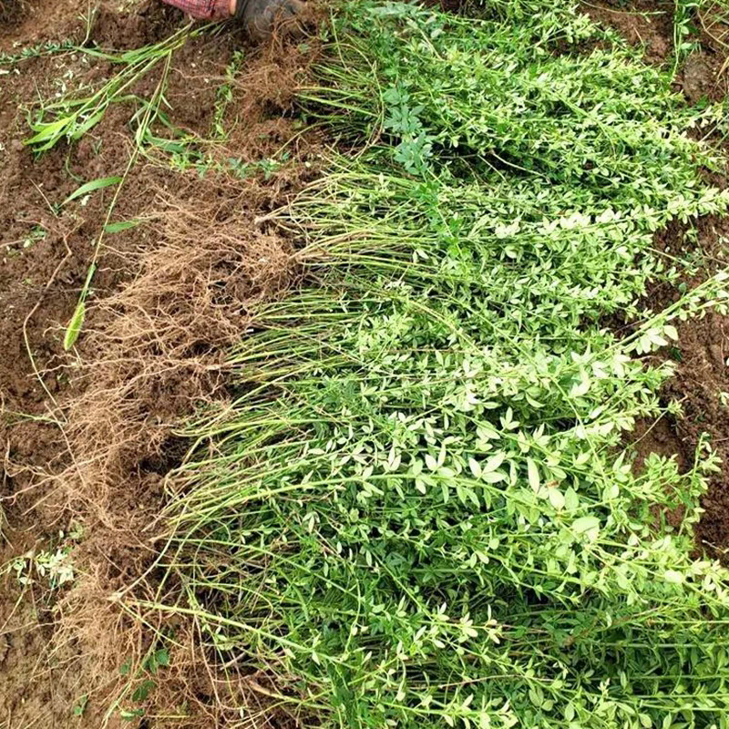 迎春花苗工程苗黄老虎苗迎春苗春天开花