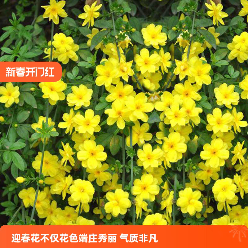 迎春花苗工程苗黄老虎苗迎春苗春天开花