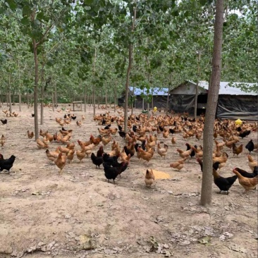 自家散养小土鸡，价格合适需要联系