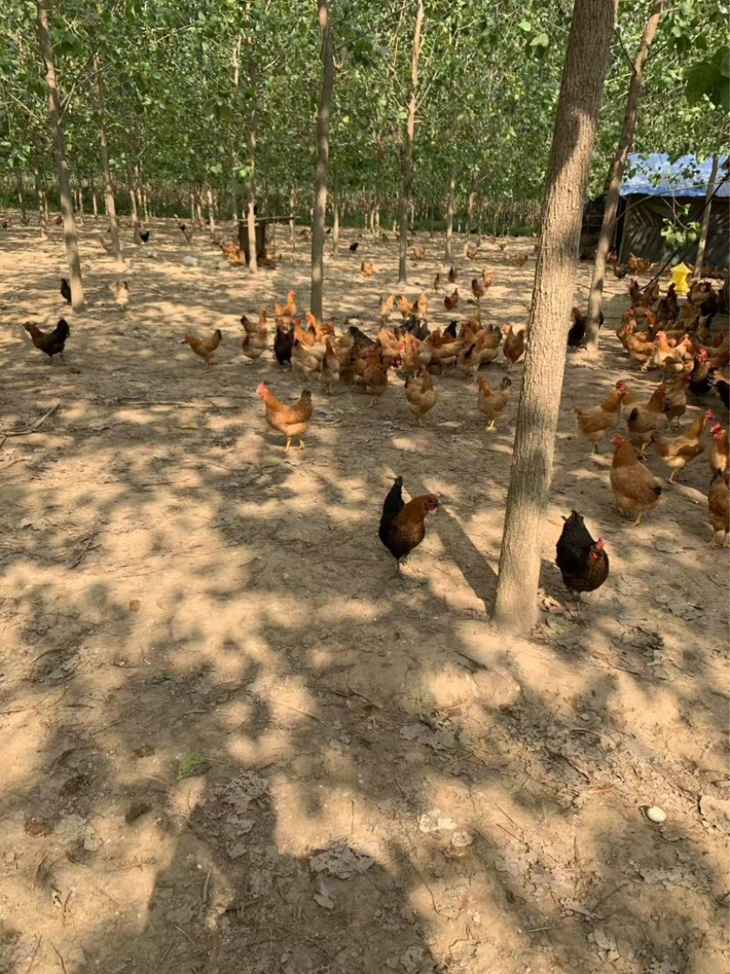 自家散养小土鸡，价格合适需要联系