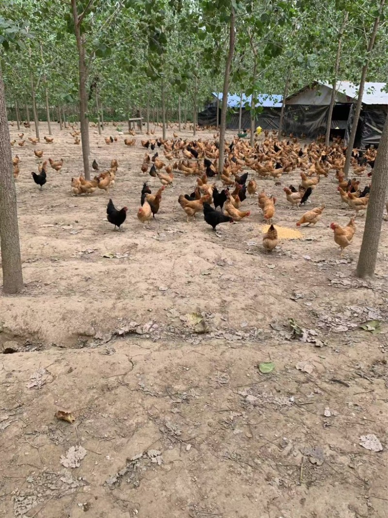 自家散养小土鸡，价格合适需要联系