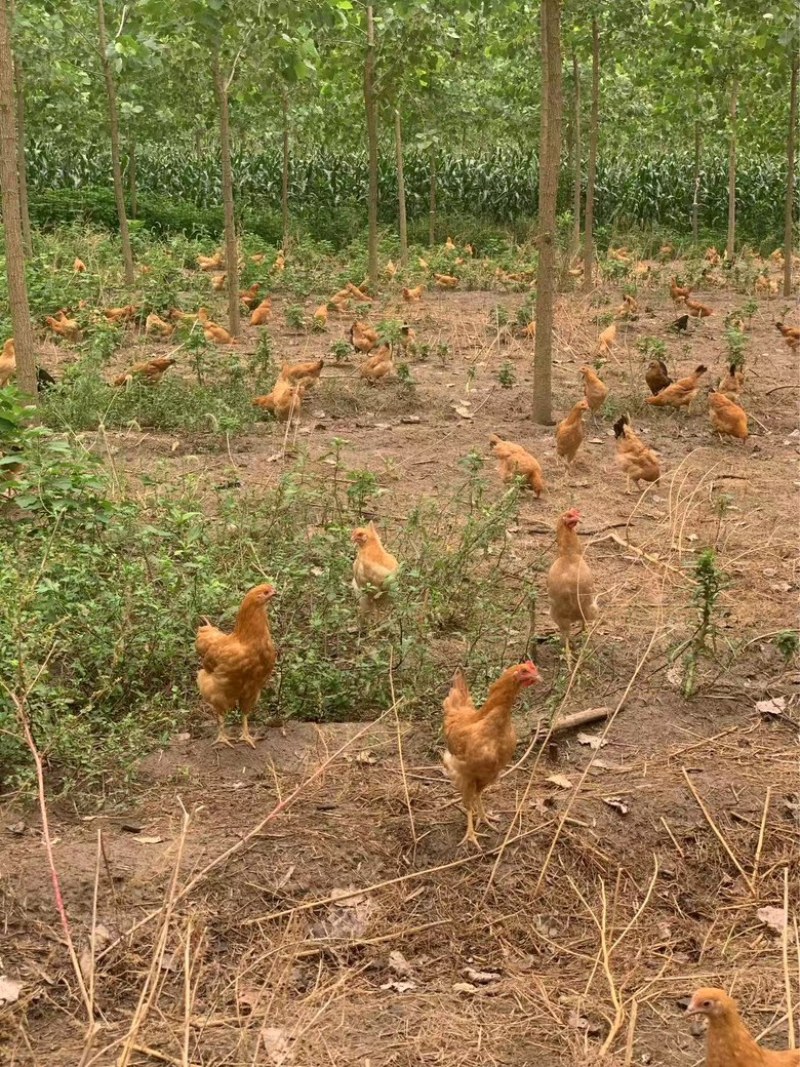 自家散养小土鸡，价格合适需要联系