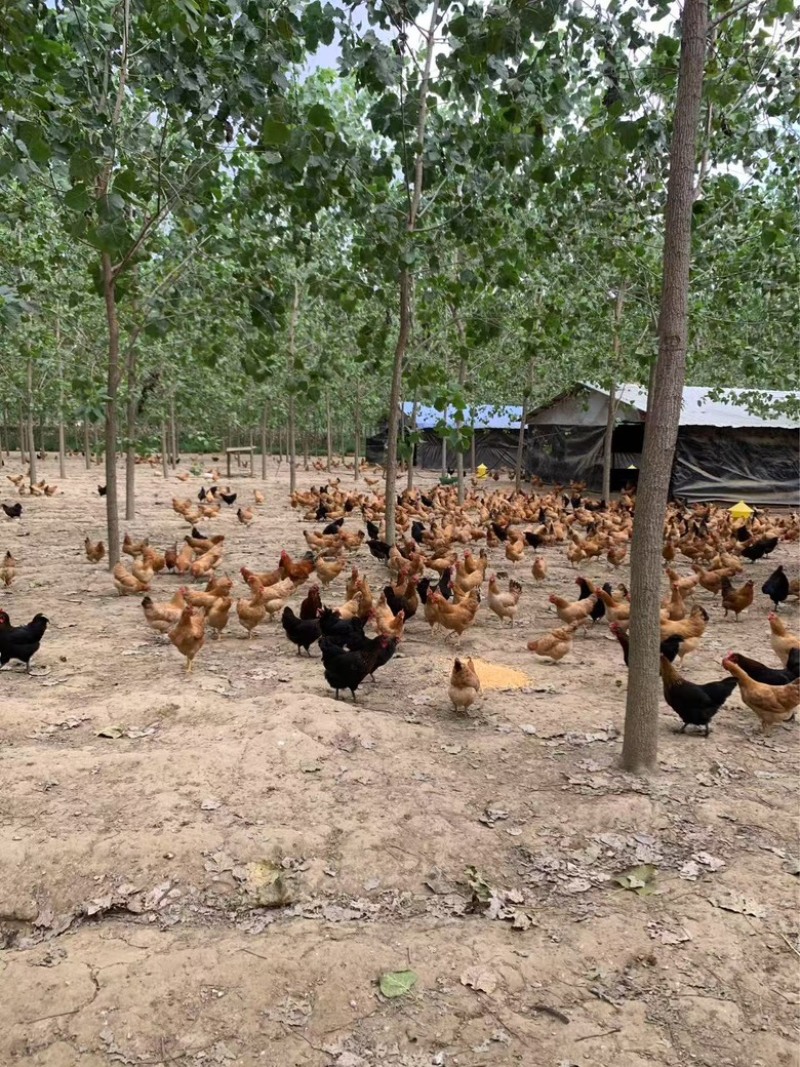 自家散养小土鸡，价格合适需要联系