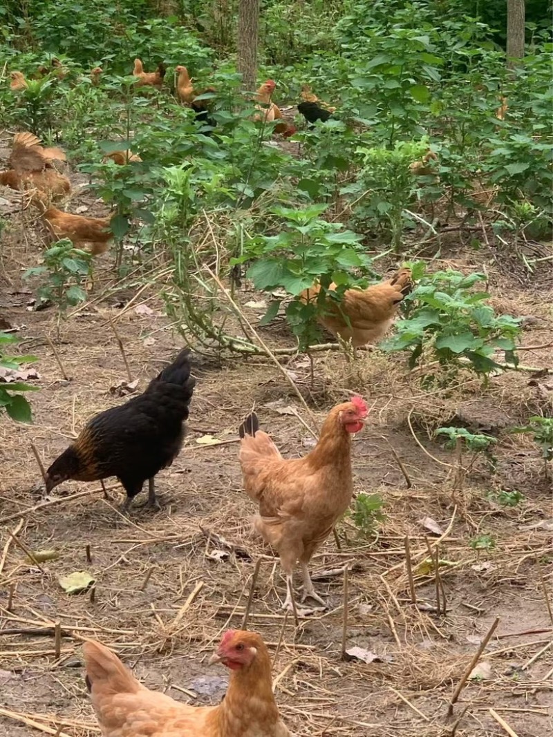 自家散养小土鸡，价格合适需要联系