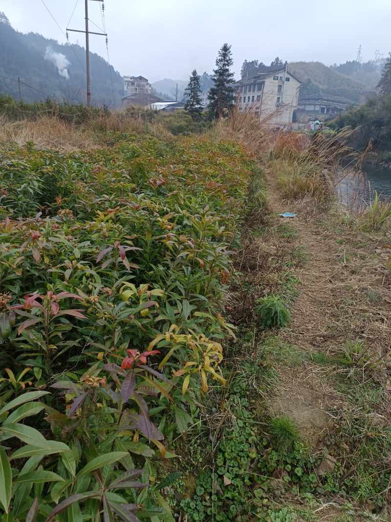 木荷