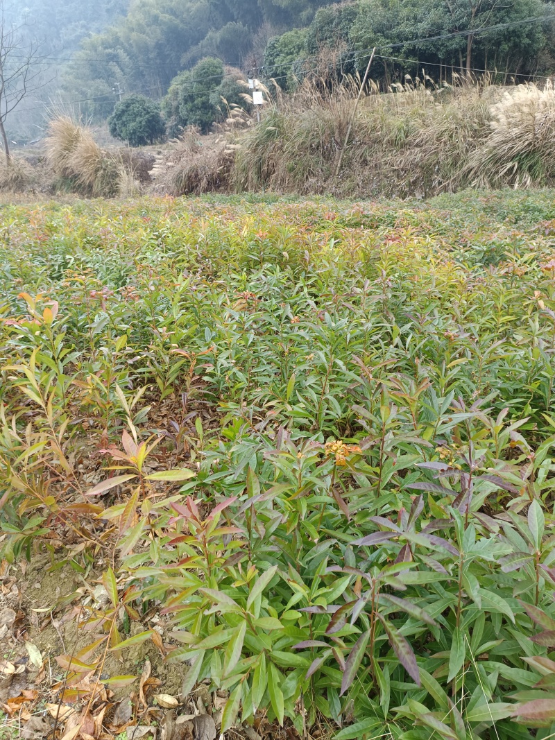 木荷