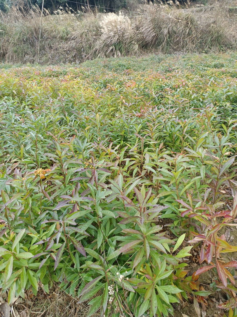 木荷