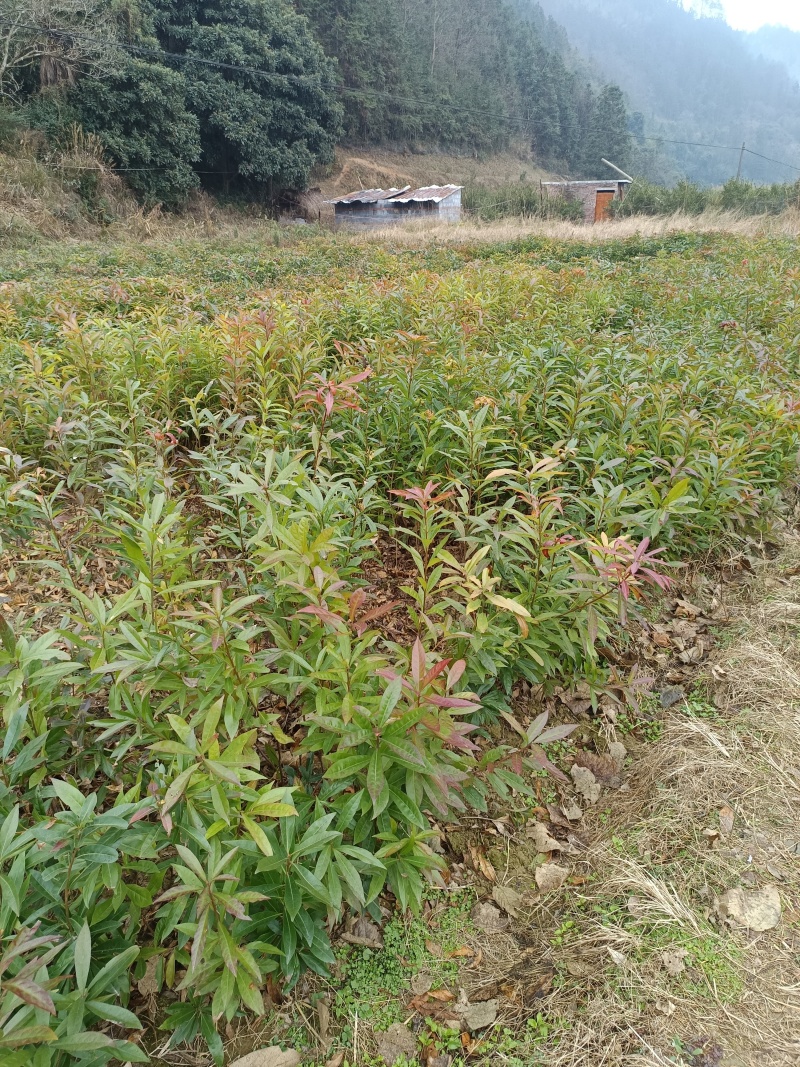 木荷