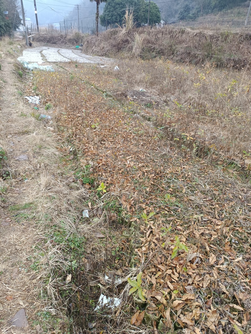 木荷