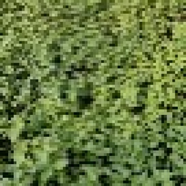 山东土豆种子马铃薯微型薯原原种基地直发保质保量量大从