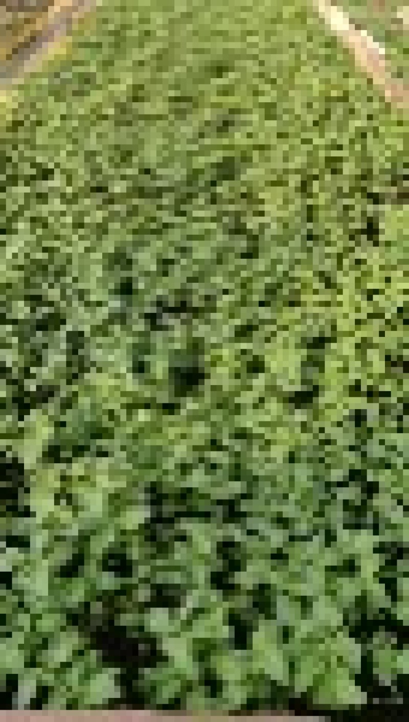 山东土豆种子马铃薯微型薯原原种基地直发保质保量量大从