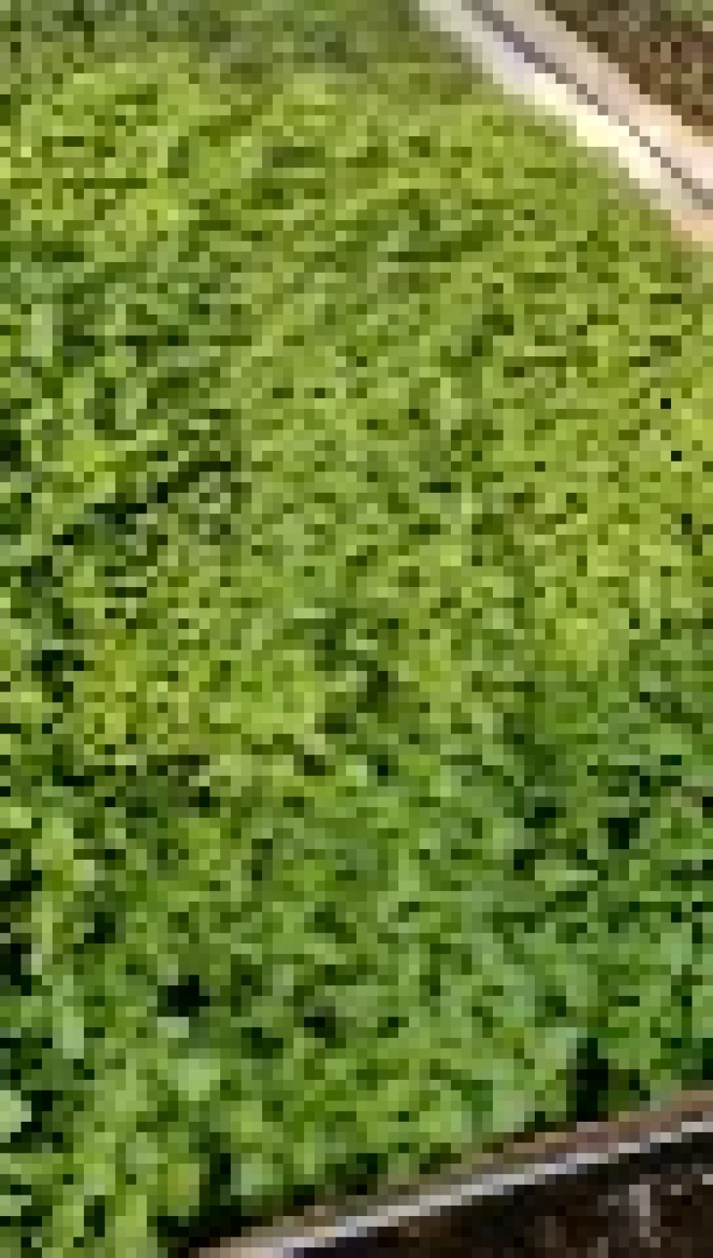 山东土豆种子马铃薯微型薯原原种基地直发保质保量量大从