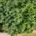 山东土豆种子马铃薯微型薯原原种基地直发保质保量量大从