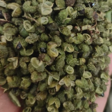 青花椒