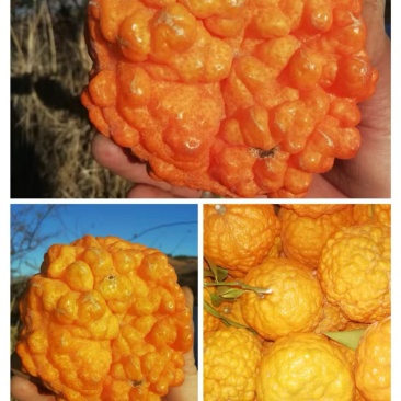邹皮柑