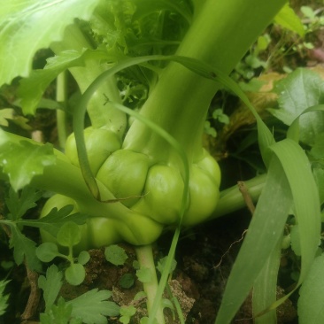 鲜榨菜出售