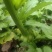 鲜榨菜出售