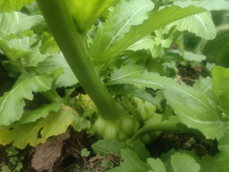 鲜榨菜出售