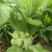 鲜榨菜出售