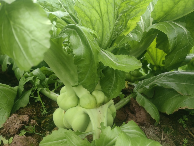 鲜榨菜出售