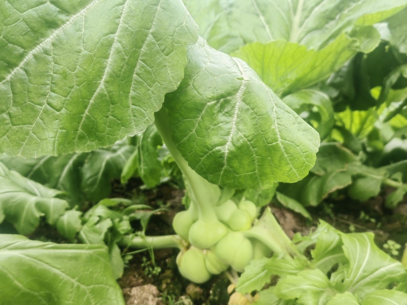 鲜榨菜出售