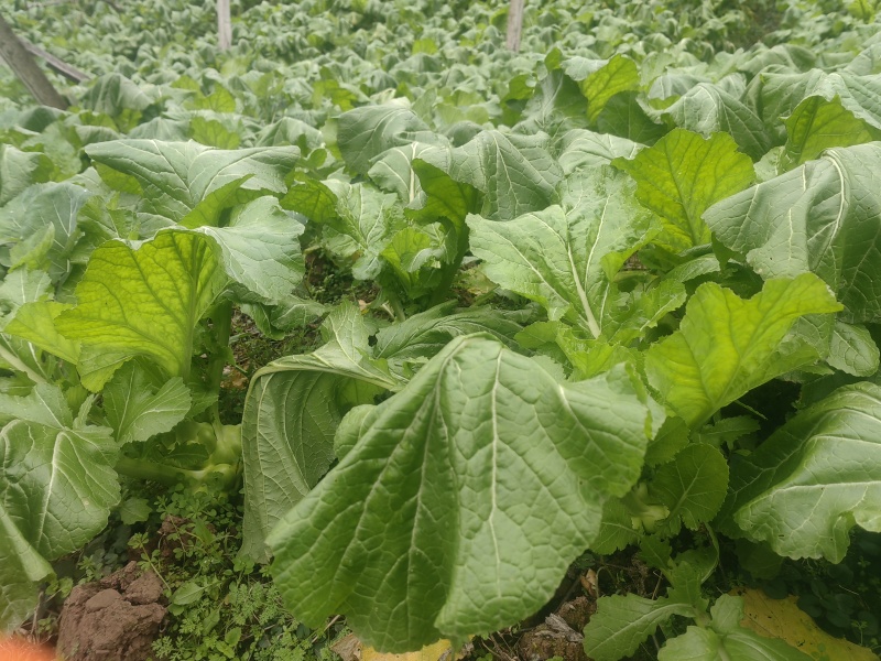 鲜榨菜出售