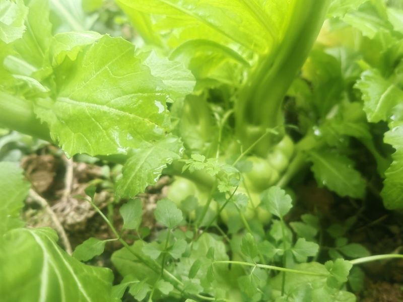 鲜榨菜出售