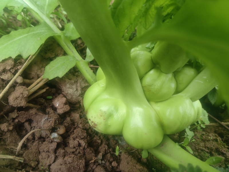 鲜榨菜出售