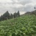 鲜榨菜出售
