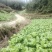 鲜榨菜出售