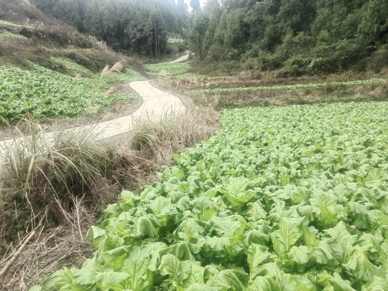 鲜榨菜出售