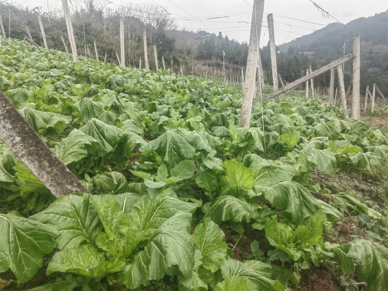 鲜榨菜出售