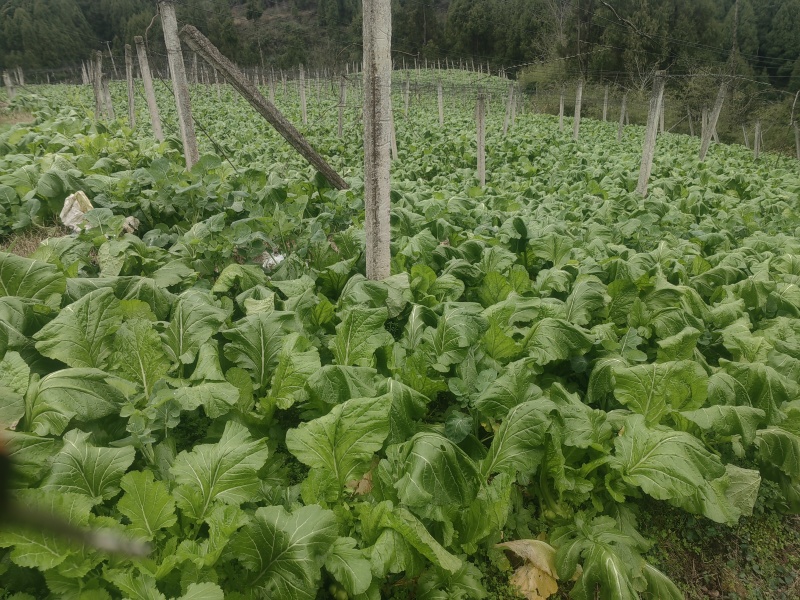 鲜榨菜出售