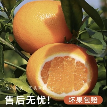 供应特色沃柑，皮薄肉脆。提供洗水，分拣打蜡，包装一条龙服