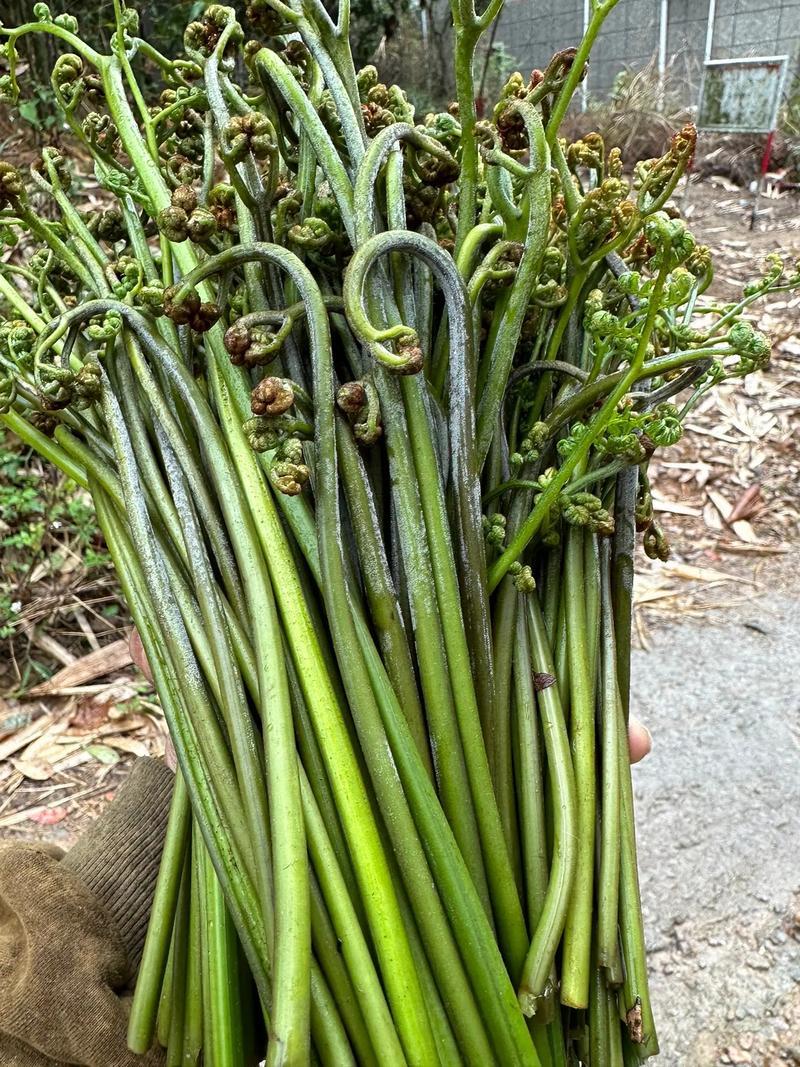 贵州野生蕨菜，每一份都是大自然对味蕾的深情告白。远离尘嚣，