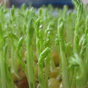松柳芽苗菜预售，根据订单生产