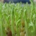 松柳芽苗菜预售，根据订单生产