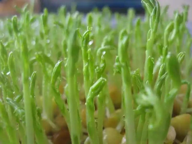 松柳芽苗菜预售，根据订单生产