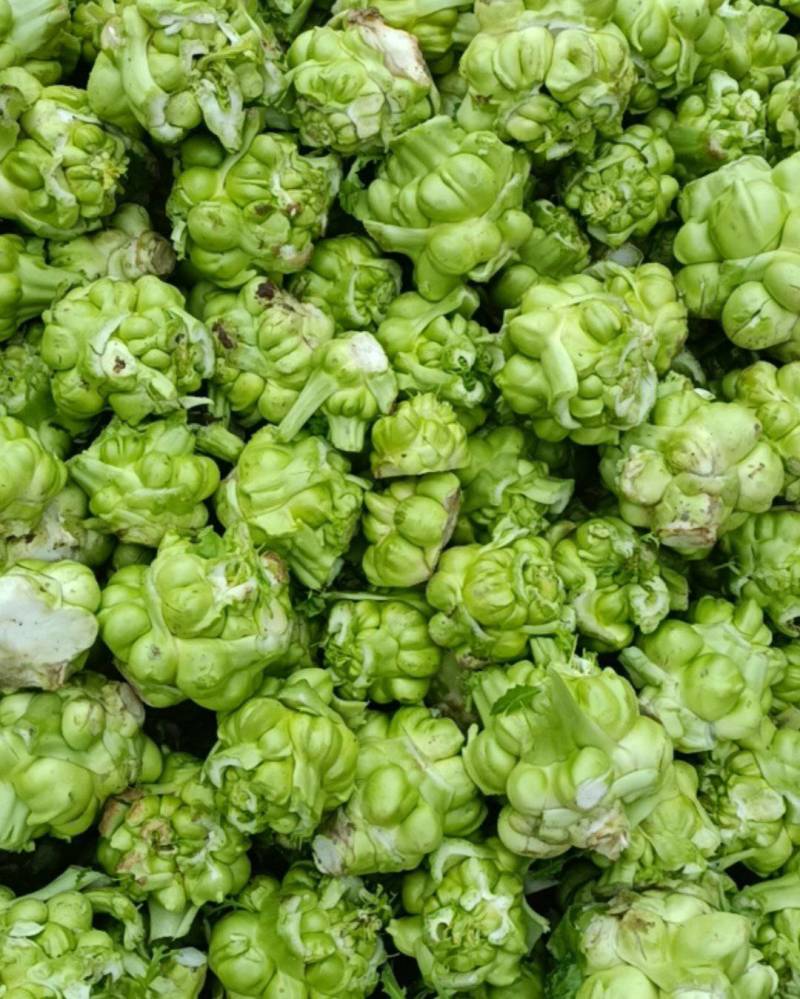 涪陵榨菜